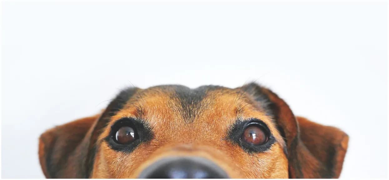 Czy pies ma duszę? Odpowiedzi religijne, filozoficzne i naukowe na pytanie o duchowość psów